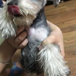 爱玛宠物工作室:成都市武侯区簇桥附近