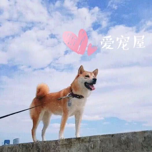 爱宠屋宠物美容(武侯店):成都市武侯区簇桥附近