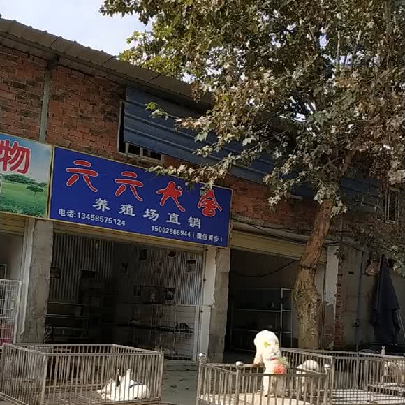 六六犬舍:成都市武侯区机投附近