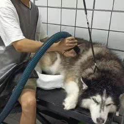 喵狗道宠物馆:成都市武侯区石羊场附近