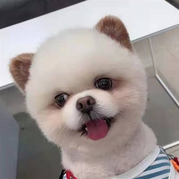 爱它萌宠(新街里店):成都市武侯区石羊场附近