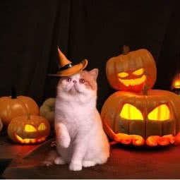 俯仰之间宠物摄影:北京城区朝阳区青年路附近