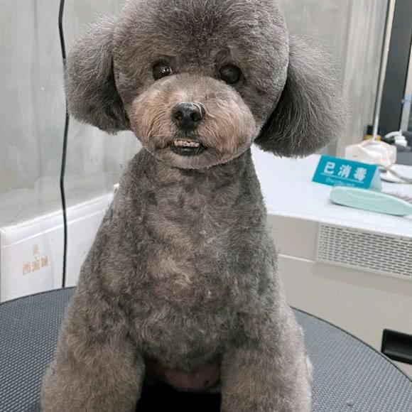 PETKIT小佩宠物(武侯新城店):成都市武侯区保利花园附近