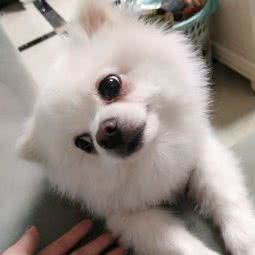 圣宠宠物狗:成都市武侯区保利花园附近