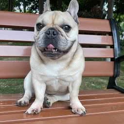 口袋宠物:成都市武侯区保利花园附近