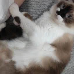 不二家宠物生活馆:成都市武侯区保利花园附近