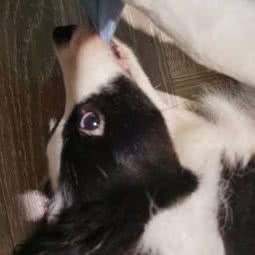 HaKuLa宠物寄养家庭:成都市武侯区五大花园附近