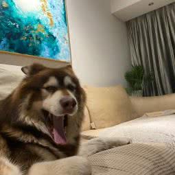 派大星宠物酒店:成都市武侯区火车南站附近