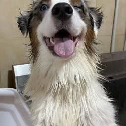 派多格宠物(东苑店):成都市武侯区火车南站附近