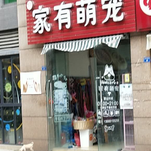 家有萌宠:成都市武侯区金花附近