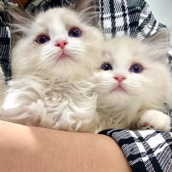 成都猫舍(高新店):成都市武侯区汇锦城/铁像寺附近