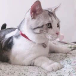 猴爷猫舍:北京城区东城区地安门附近