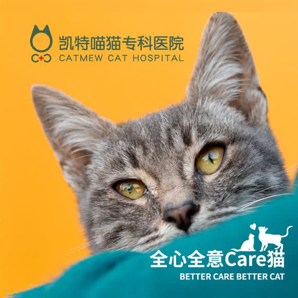 凯特喵猫专科医院(丽都分院):成都市武侯区高朋大道附近