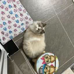 栀子猫:成都市武侯区肖家河附近