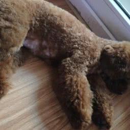 宠尚国际宠物美容:成都市武侯区清水河公园附近