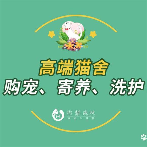猫語森林喵咪宠物店·犬舍·猫舍:成都市武侯区新南门附近
