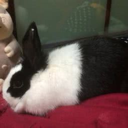 吉咪宠物:成都市成华区建设路/电子科技大学附近