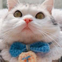 宏爱狗狗诊所:成都市成华区驷马桥/动物园附近