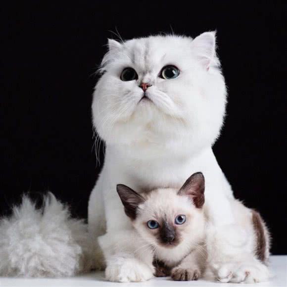 喵乐汪趣狗狗生活馆:成都市成华区东郊记忆/音乐公园附近