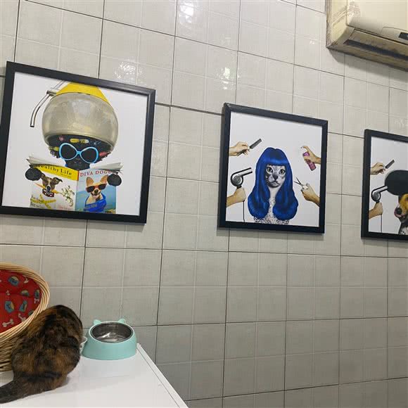 酷狗靓猫:成都市成华区东郊记忆/音乐公园附近