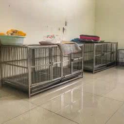 呆猫呆狗:成都市成华区东郊记忆/音乐公园附近