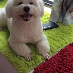 德鲁伊狗狗:成都市成华区八里庄附近