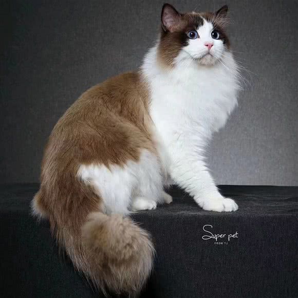 这是一家咖啡店:石家庄市桥西区建设南大街附近