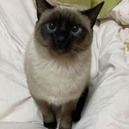 小仙女的店宠物店:成都市成华区八里庄附近