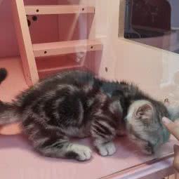 喵小鹿猫不理狗萌宠店:成都市成华区八里庄附近