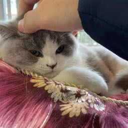 凯尊宠物:成都市成华区成渝立交附近