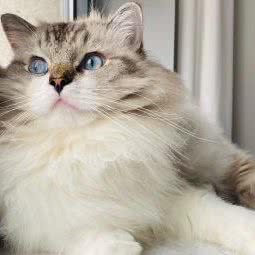 PETKIT小佩宠物(华润二十四城店):成都市成华区万年场/万象城附近