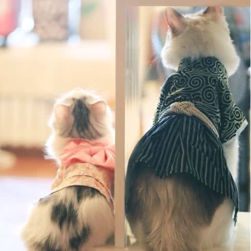 喵呜宠物馆:成都市成华区万年场/万象城附近