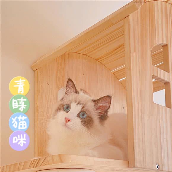青睐猫咪:成都市成华区万年场/万象城附近