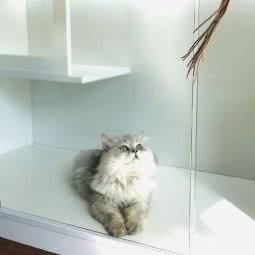 猫空寄养旅馆:成都市成华区万年场/万象城附近