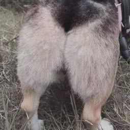 喵犬屋宠物馆:成都市成华区成都东站附近