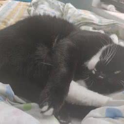 千阳宠物:成都市成华区十里店附近