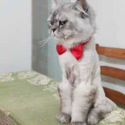 SS宠物生活馆:成都市成华区十里店附近