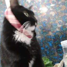 萌主:成都市成华区十里店附近