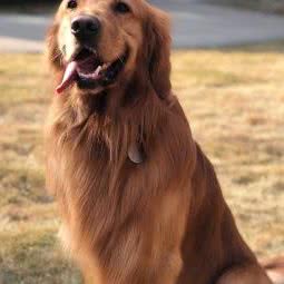 悦兮宠物(成都北湖国际城店):成都市成华区龙潭寺附近