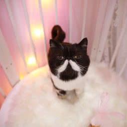 萌享宠物生活馆:成都市成华区熊猫基地附近