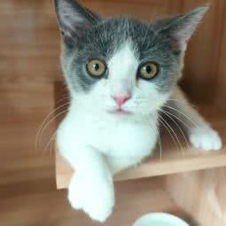 东想宠物:成都市成华区新华公园附近