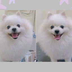 胖团宠物生活馆:成都市成华区财富又一城附近