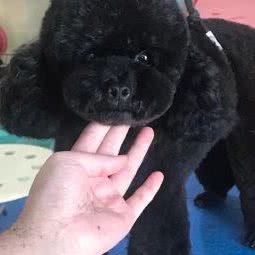 爱多宠物会所:成都市龙泉驿区川师成龙校区附近