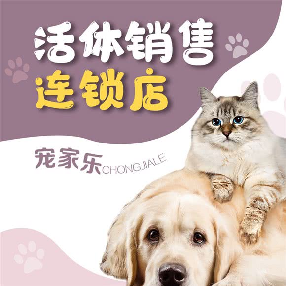 宠家乐宠物（宠物猫犬活体）(川师店):成都市龙泉驿区川师成龙校区附近