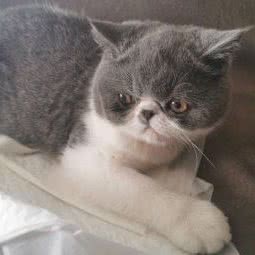 撸它宠物店:成都市龙泉驿区川师成龙校区附近