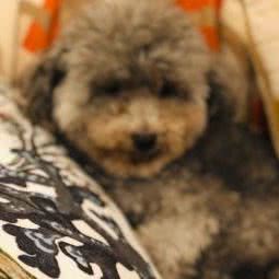 pipili宠物社交生活园:成都市龙泉驿区川师成龙校区附近