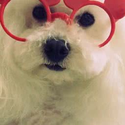 瓜瓜宠屋:成都市龙泉驿区北泉路附近