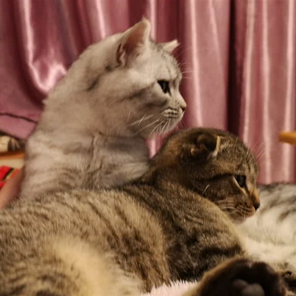 爱度宠物诊所:成都市龙泉驿区北泉路附近