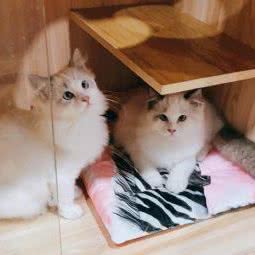 二喵猫咪生活馆(宠物店):成都市龙泉驿区世茂城附近