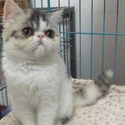 有家宠物店:成都市龙泉驿区世茂城附近